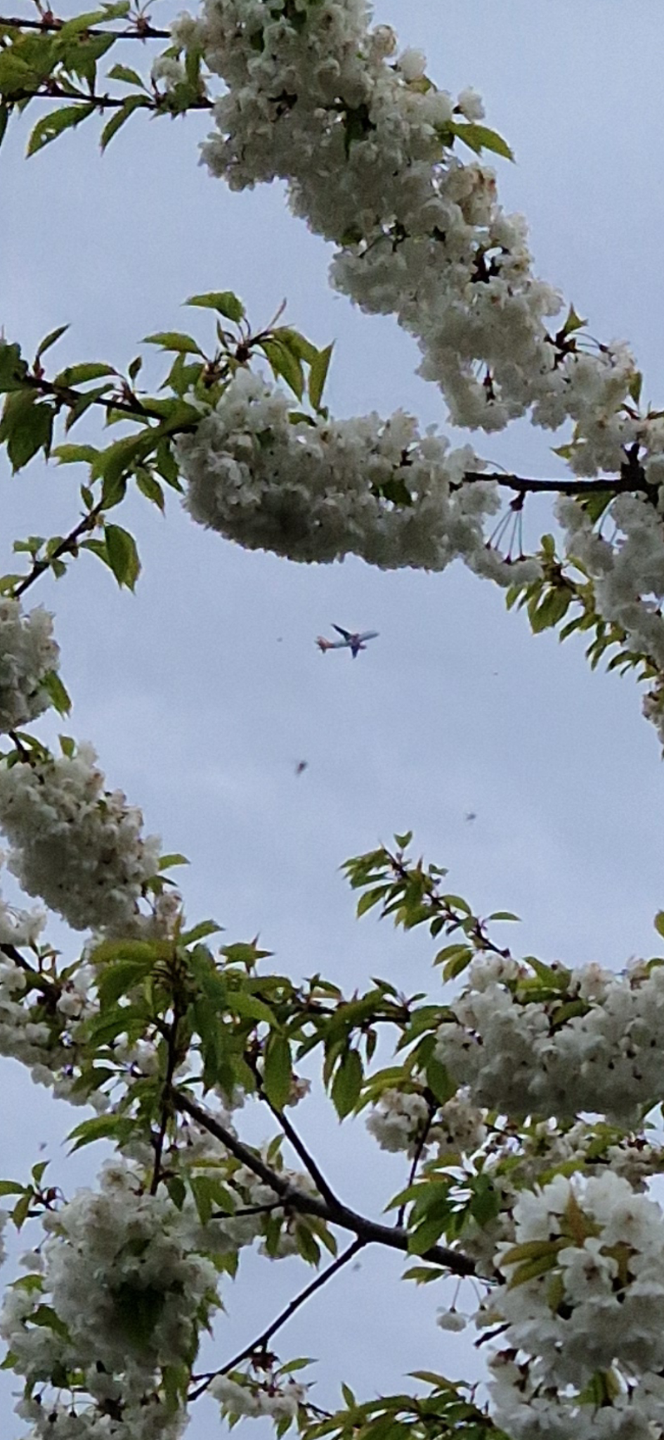 Blossom Framed Flight